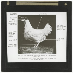 Chicken analytics © The University of Edinburgh http://images.is.ed.ac.uk/luna/servlet/s/17q3tn
